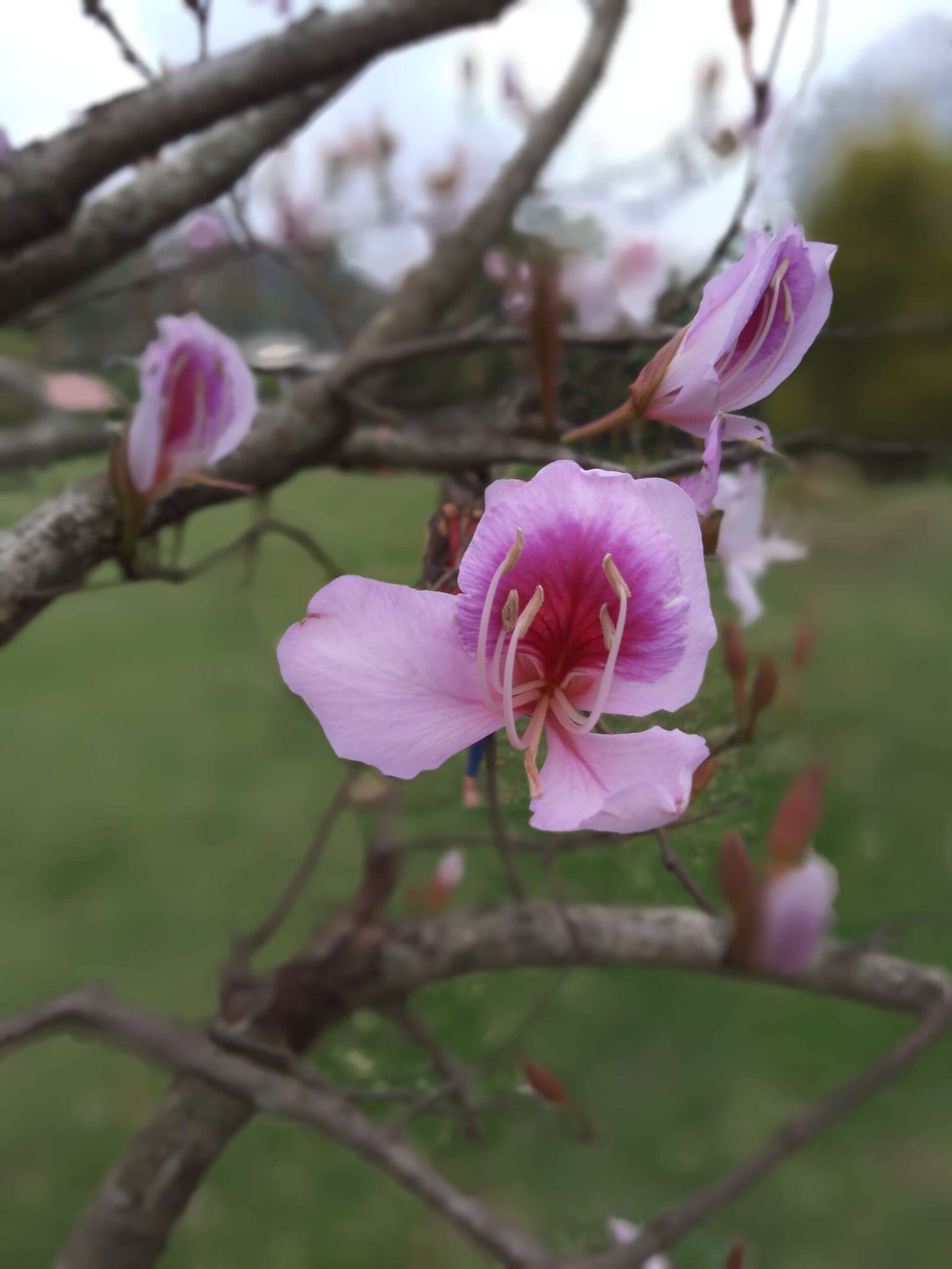 gionee s11 lite review portrait mode sample