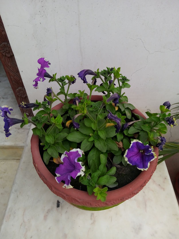 Nokia 2.3 Normal Images Sample 4