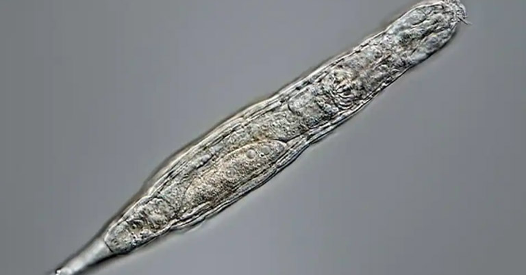 bdelloid rotifer life 24000 years