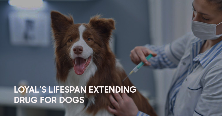 lifespan extedning drug for dogs