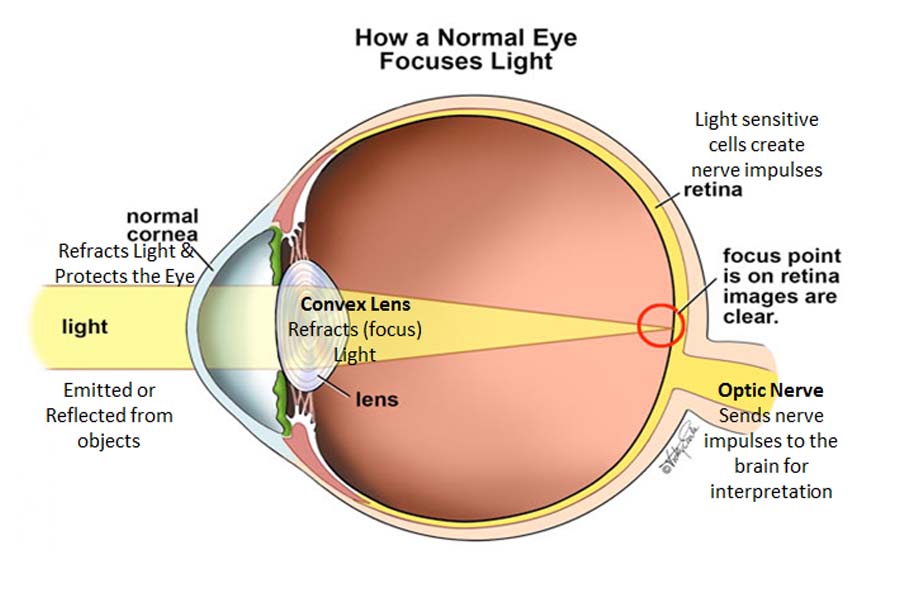 Normal eye vision