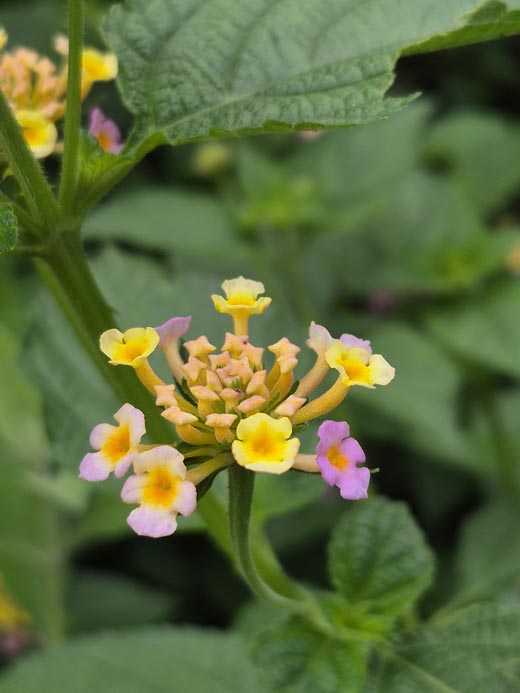 Samsung Galaxy S25 FE Daylight 5